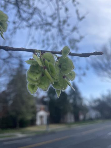 Buds and blooms: Noticing the nature around Jackson-Reed