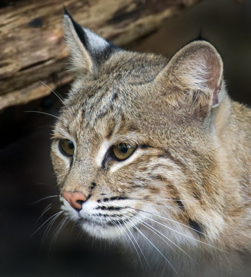 SATIRE: Bobcat on the loose