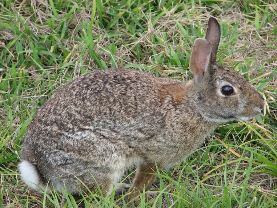 Rabbit sightings increase around Wilson