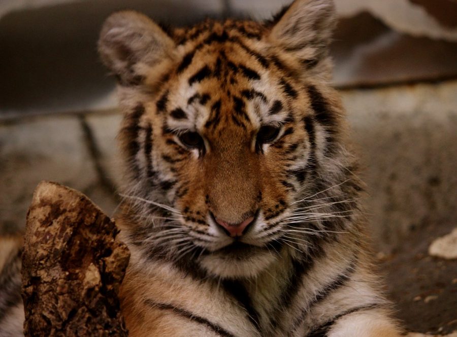 Tiger Cubs: Murch Elementary