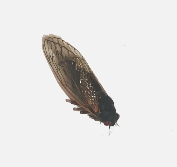 An open letter to cicadas
